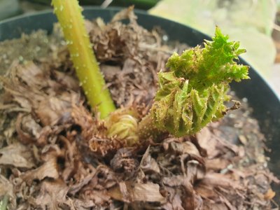 Gunnera manicata barota rukávovitá....